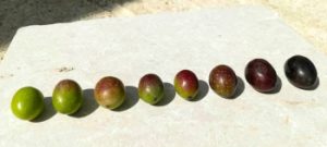 Maturação da oliva-divulgação