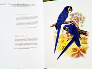 Arara Azul grande